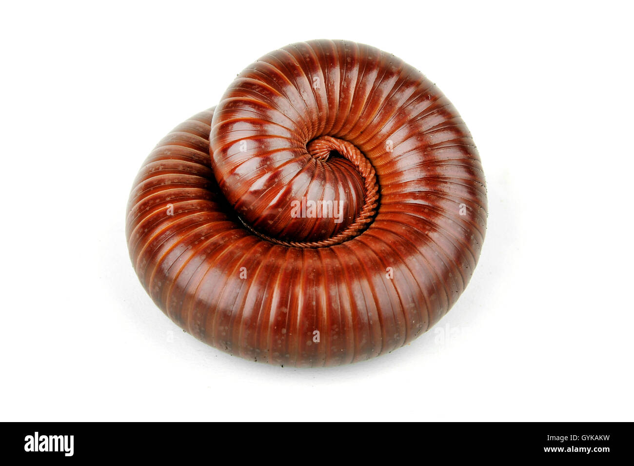 Giant chocolate, Chocolate millipede (Ophistreptus guineensis), millipede in defense posture Stock Photo