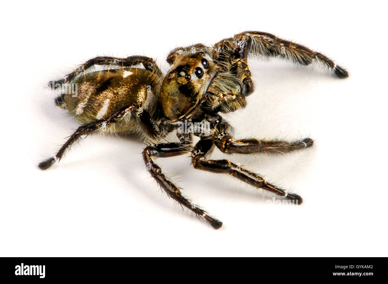 Jumping spider (Salticidae spec Java black), large Jumping spider, cut-out, Indonesia, Java Stock Photo