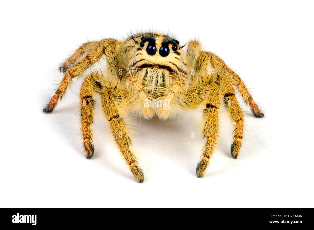 Jumping spider (Salticidae Java Yellow), large jumping spider, cut-out, Indonesia, Java Stock Photo