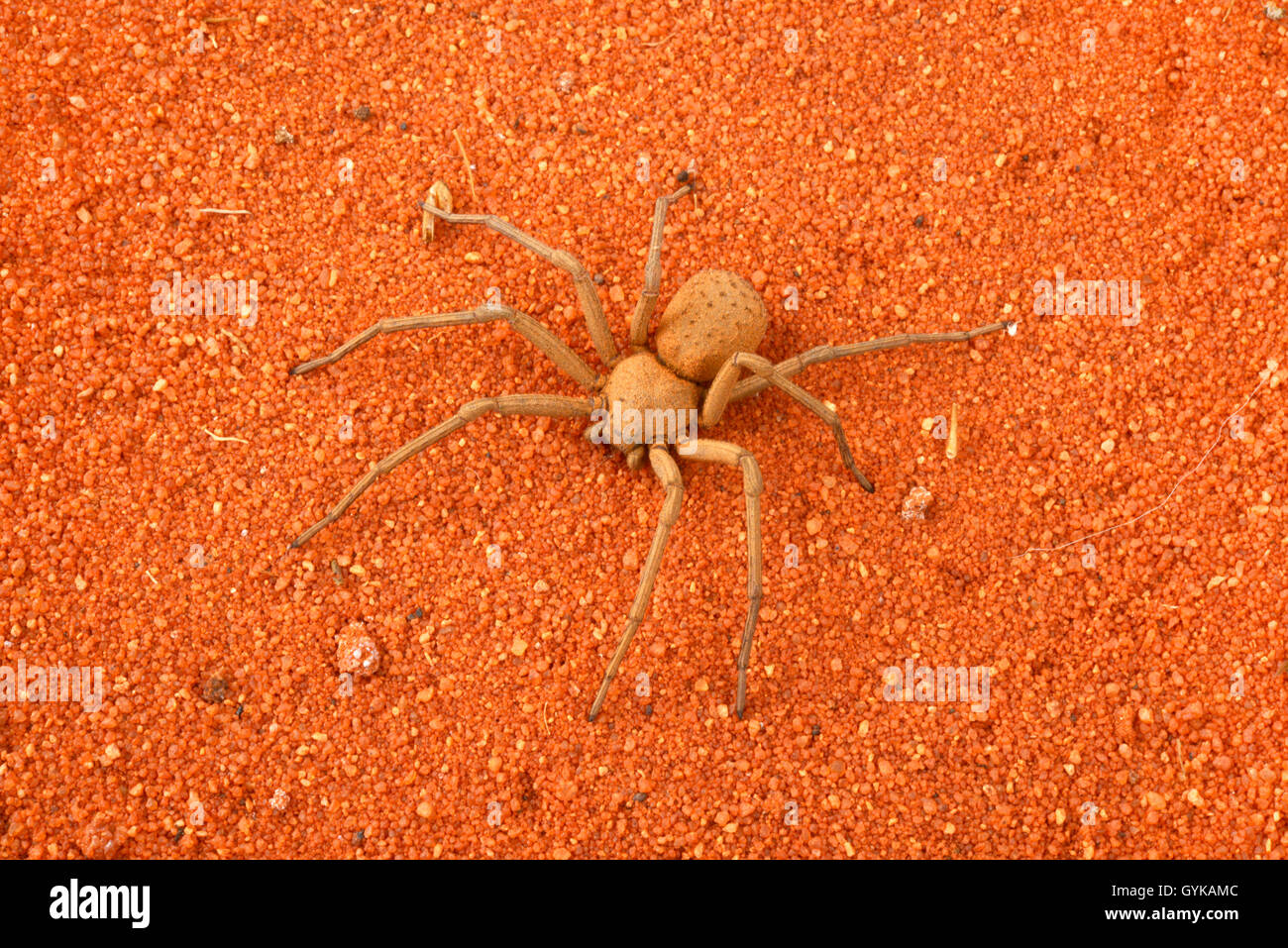 woodlouse hunter, sowbug-eating spider, cell spider (Sicarius terrosus), on red sand Stock Photo