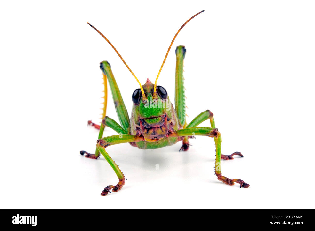 Suedamerikanische Riesenheuschrecke, Riesenheuschrecke (Tropidacris collaris), Freisteller | giant grasshopper (Tropidacris coll Stock Photo