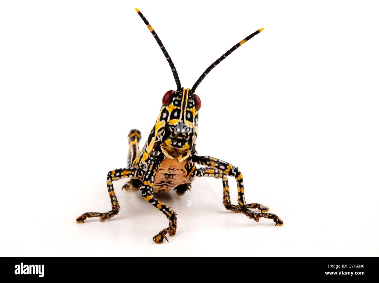 Kegelkopfschrecke, Kegelkopf-Schrecke (Zonocerus elegans), Freisteller | gaudy grasshopper (Zonocerus elegans), cut-out | BLWS41 Stock Photo