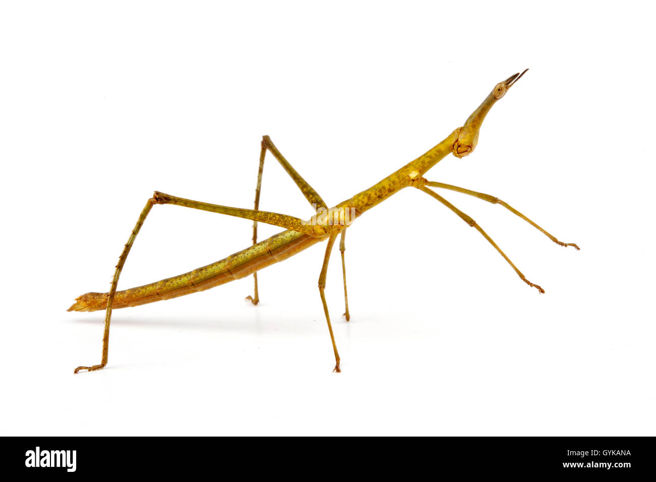 stick grasshopper, horsehead grasshopper (Proscopia luceomaculata), cut-out Stock Photo