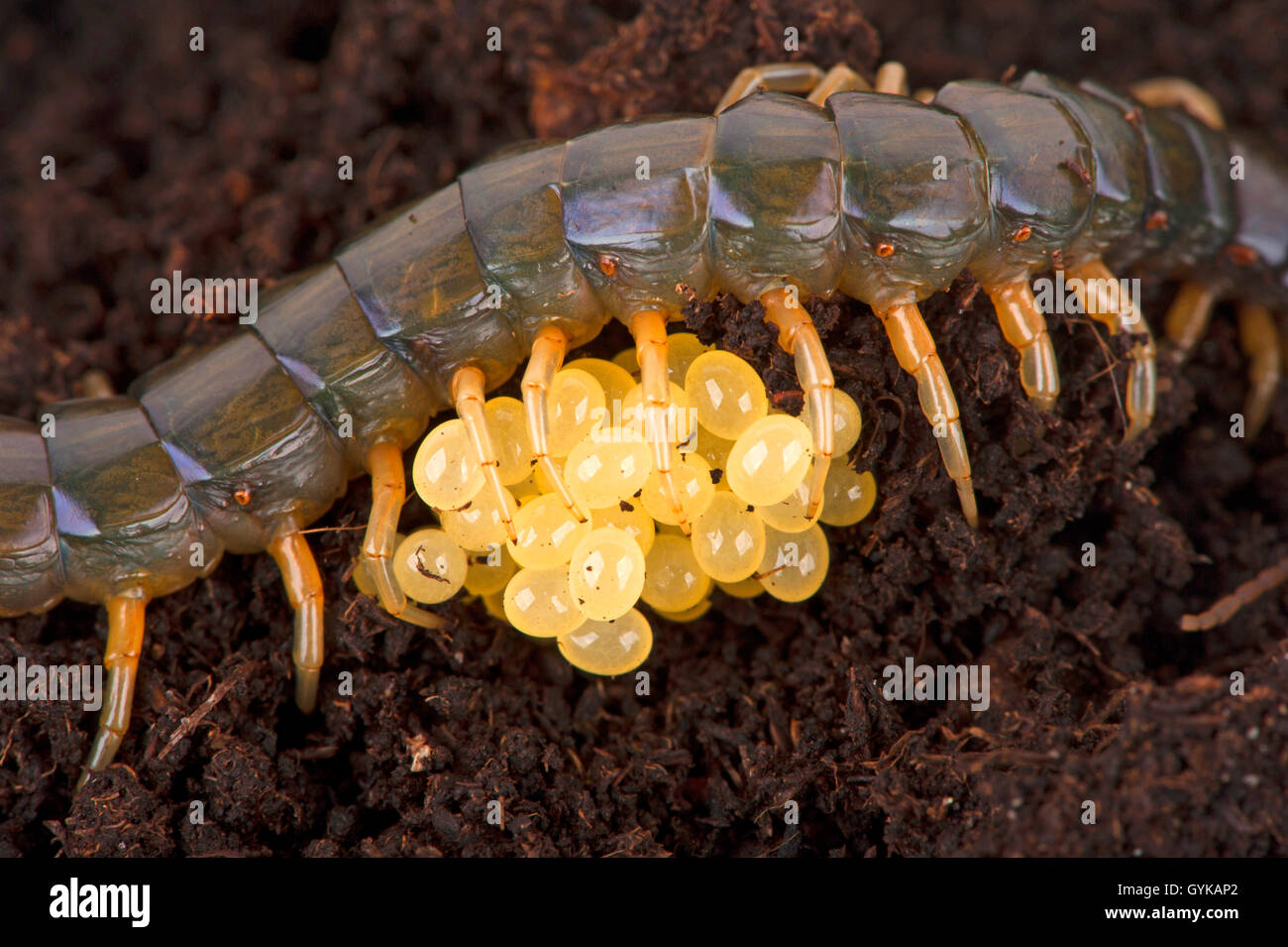 Centipede (Scolopendra Tiger Leg), female protecting its eggs, brood care Stock Photo