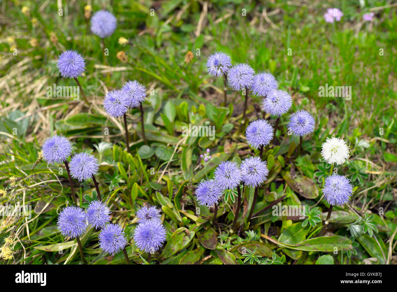 Globe daisy (Globularia nudicaulis), blooming, Austria, Tyrol, Hahntennjoch Stock Photo