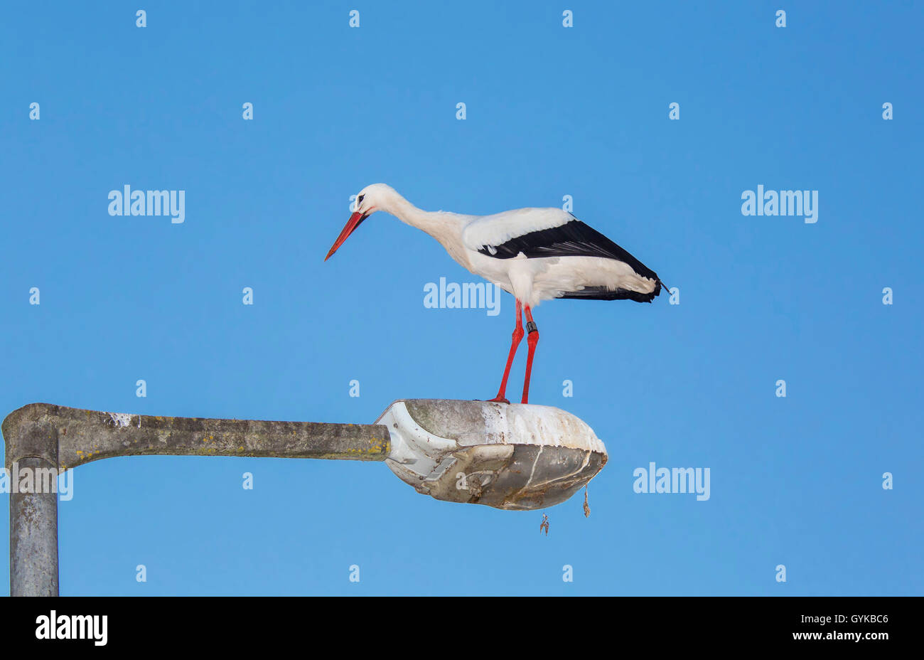 Weissstorch, Weiss-Storch (Ciconia ciconia), sitzt auf einer Strassenlaterne, Deutschland, Bayern, Niederbayern | white stork (C Stock Photo