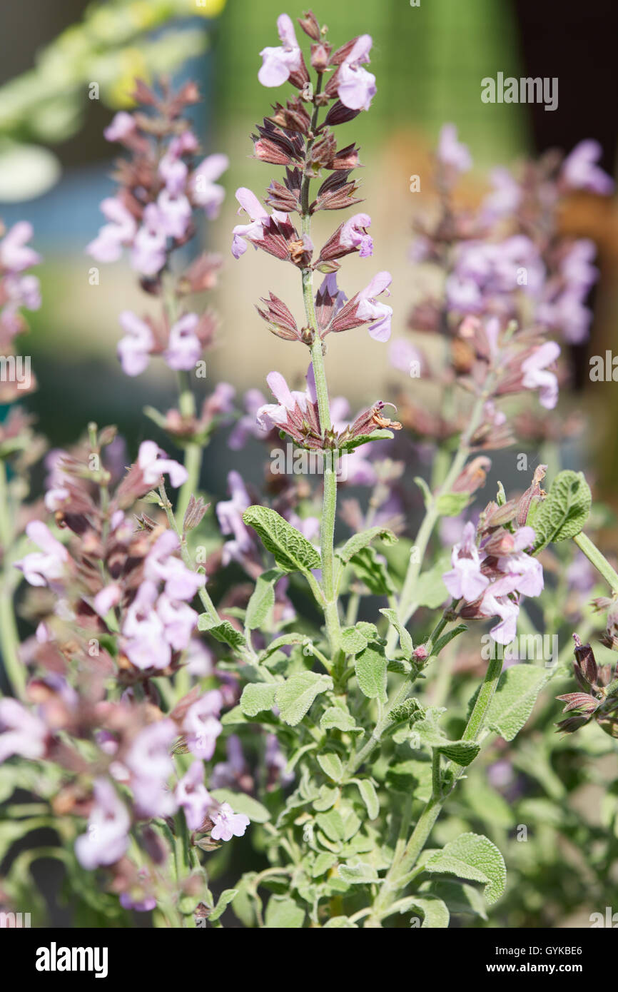 Salvia fruticosa or Greek sage plant with flowers Stock Photo Alamy