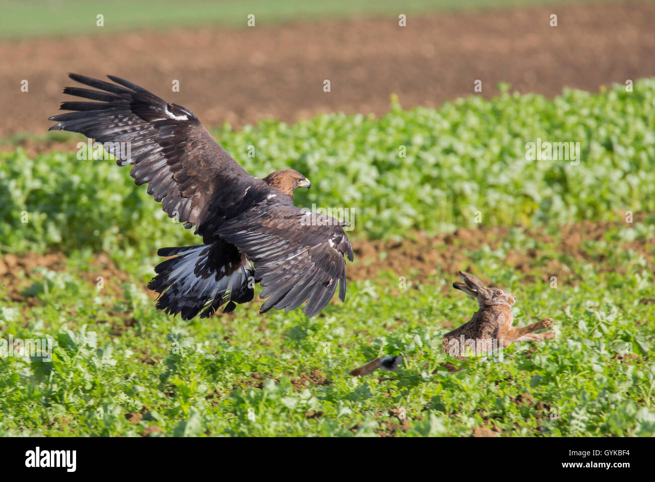 Golden eagle hunting europe hi-res stock photography and images - Alamy