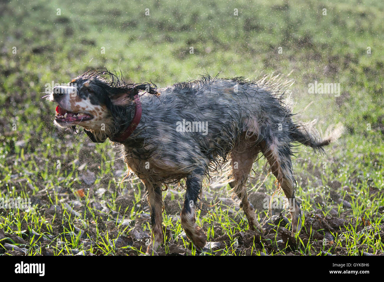 English Setter (Canis lupus f. familiaris), shaking water from the fur, side view, Germany Stock Photo