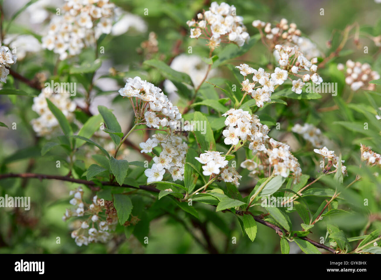 Spiraea vanhouttei, bridal wreath white flowers and leaves Stock Photo