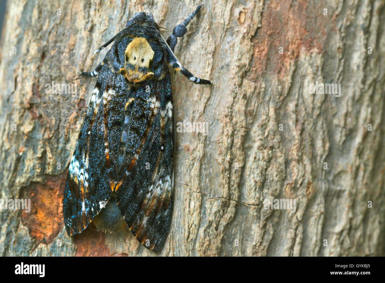 death's-head hawkmoth (Acherontia atropos), female rests on a tree trunk, Germany Stock Photo