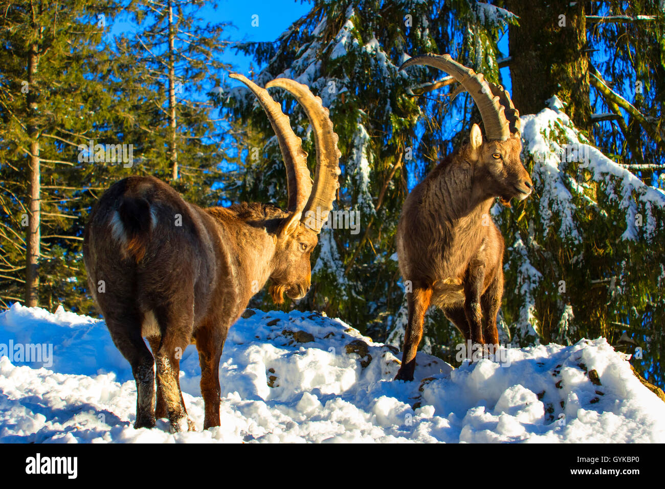 Alpine ibex (Capra ibex, Capra ibex ibex), two ibexes standing in a wintry mountain forest, Austria, Vorarlberg, Pfaender Stock Photo