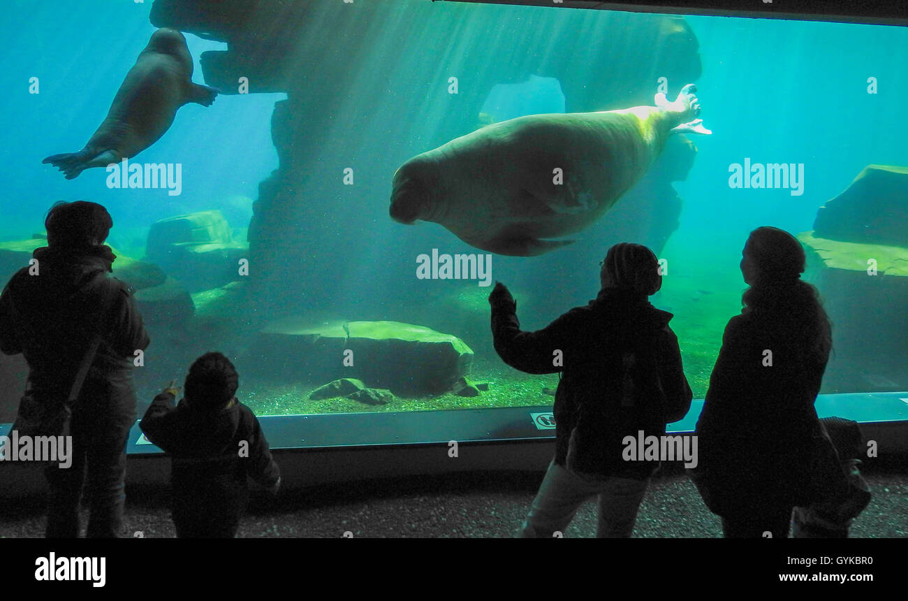 walrus (Odobenus rosmarus), encounter in aquarium Stock Photo