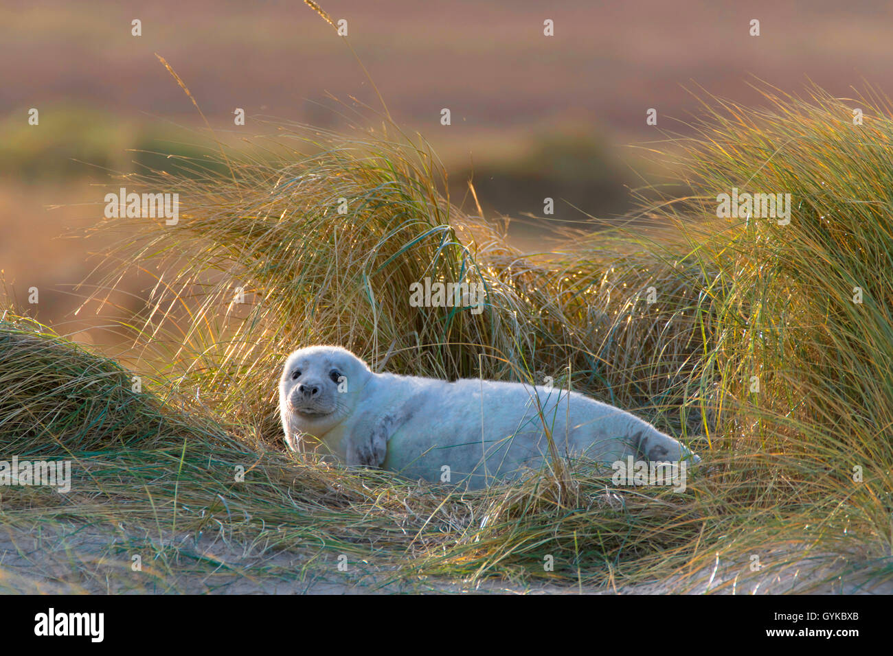 gray seal (Halichoerus grypus), young Grey Seal in dune grass, Germany, Schleswig-Holstein, Heligoland Stock Photo