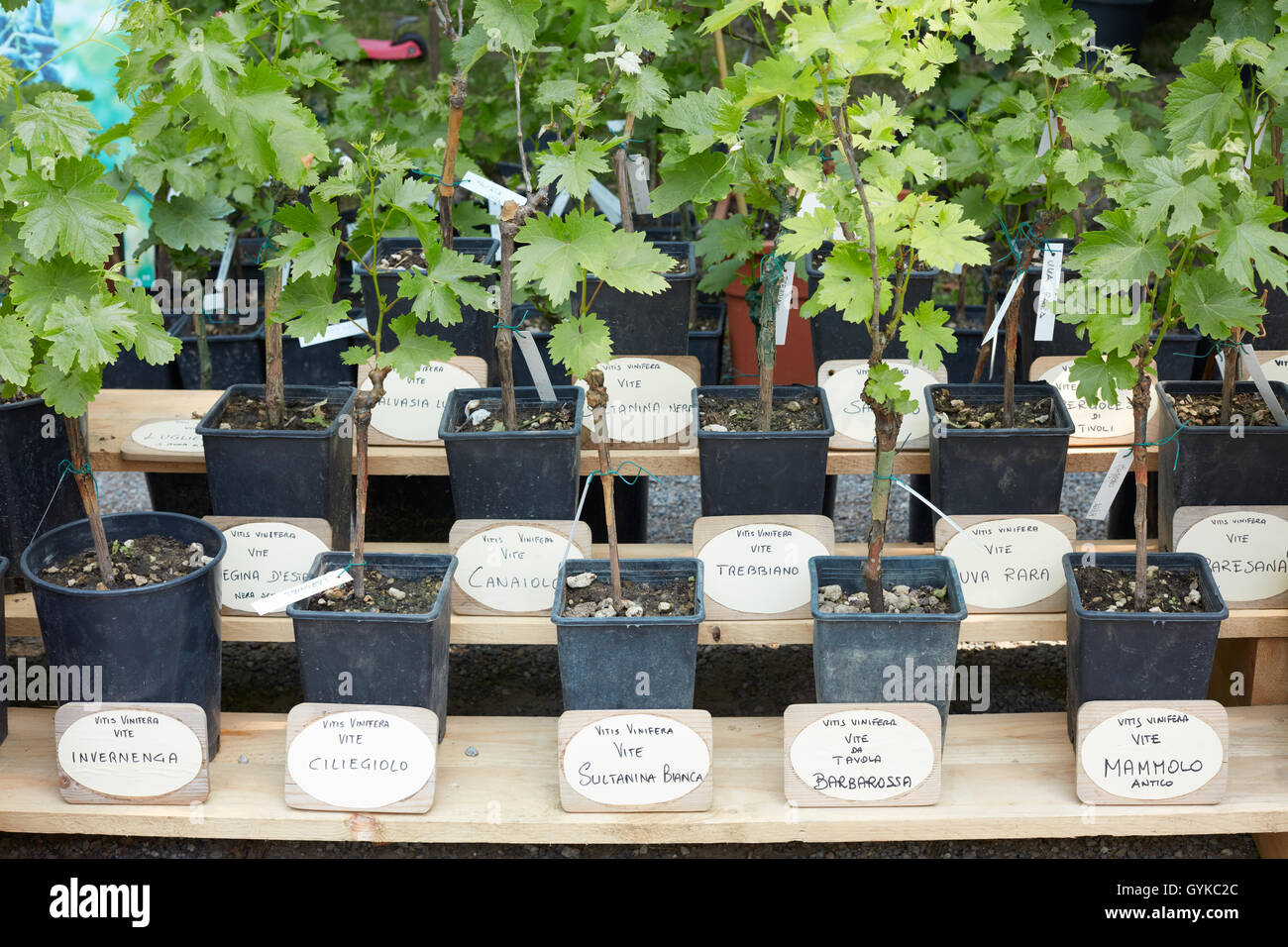 Types of Italian vine plants in pots with name tag Stock Photo