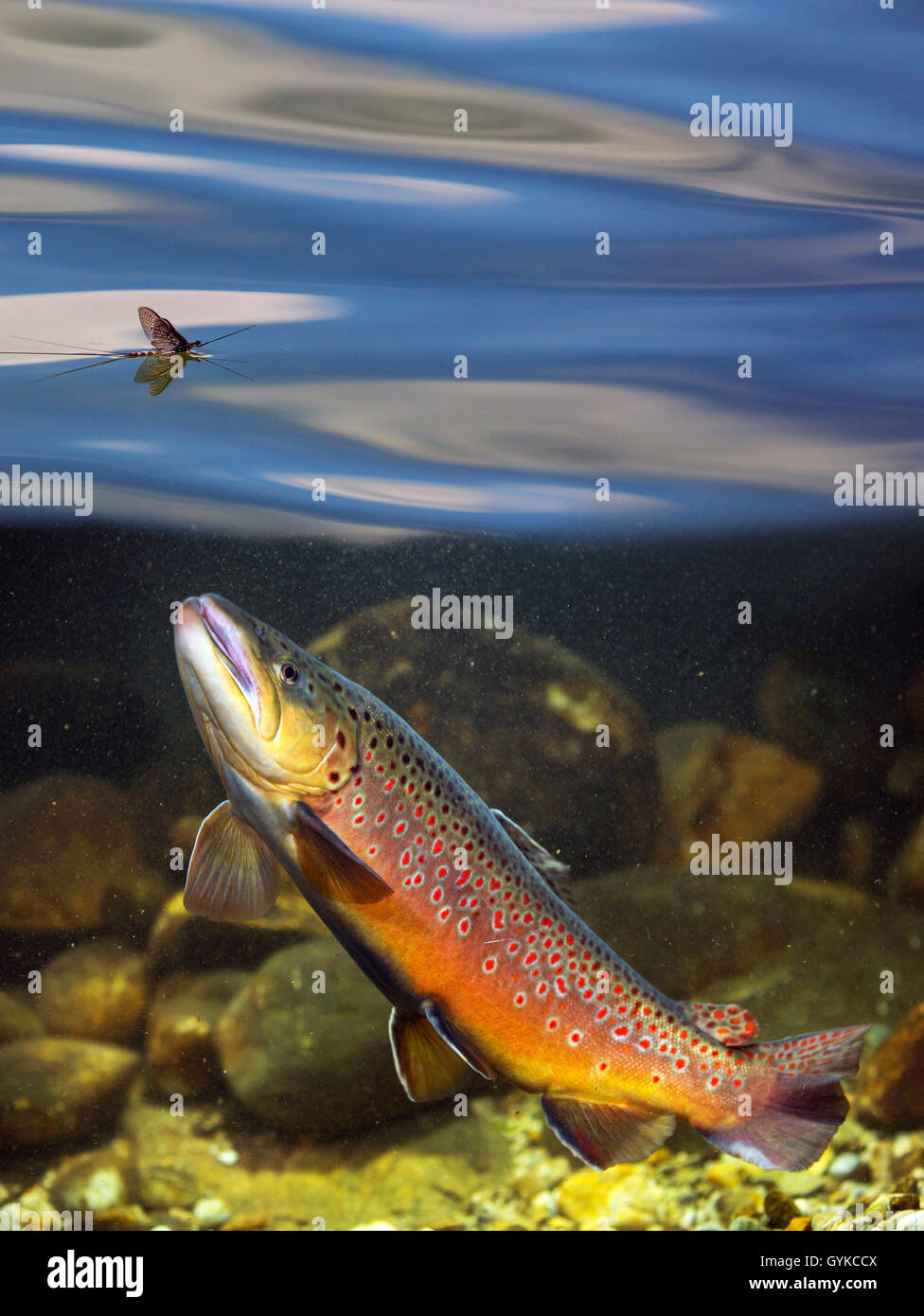 brown trout, river trout, brook trout (Salmo trutta fario), ascending to day fly floating on water surface, Germany Stock Photo