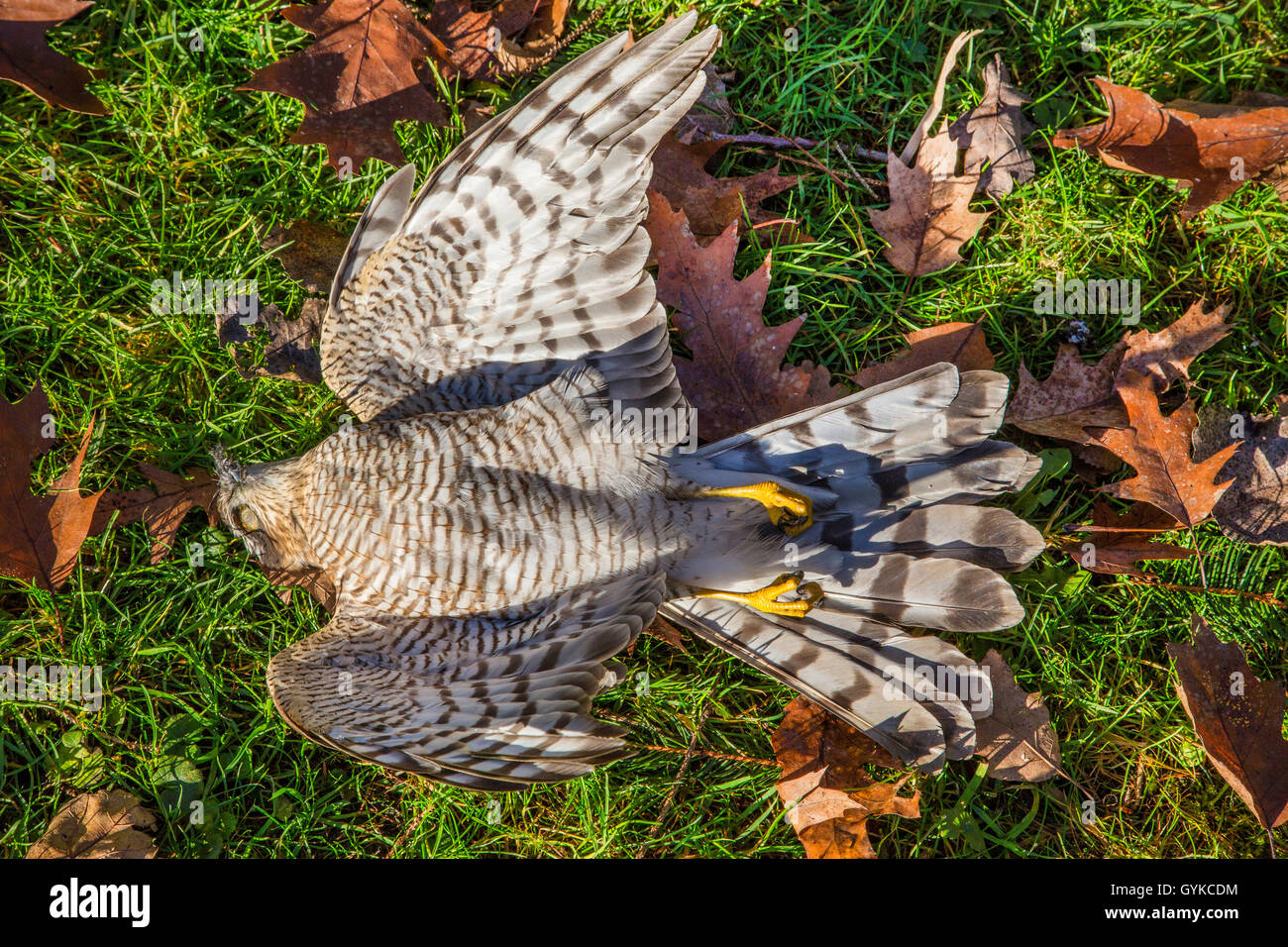 northern sparrow hawk (Accipiter nisus), female, death by bird hit, Germany, Bavaria Stock Photo