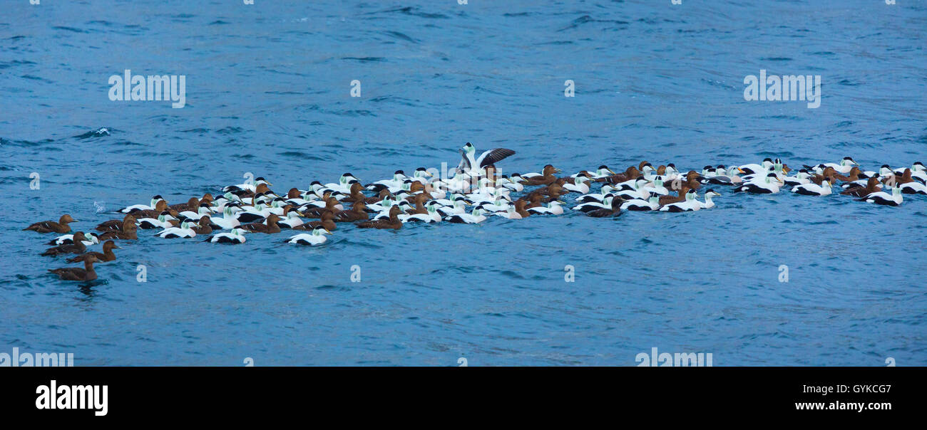 Common eider (Somateria mollissima), flock swimming in the open ocean, Norway, Fylke Troms, Senja Steinfjorden Stock Photo