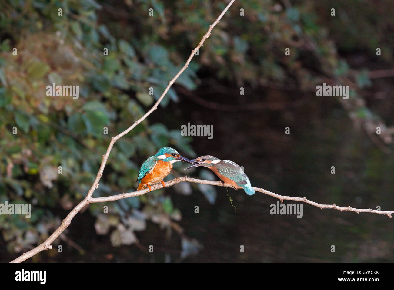 river kingfisher (Alcedo atthis), two kingfishers on a twig, Germany Stock Photo