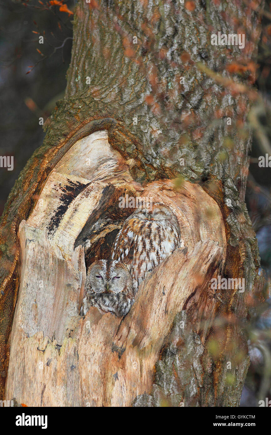 Waldkauz, Wald-Kauz (Strix aluco), ruht in einer Baumhoehle, Deutschland | Eurasian tawny owl (Strix aluco), sleeping in its tre Stock Photo