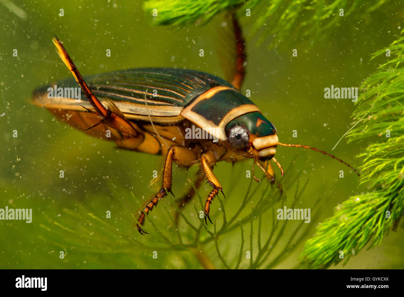 Great diving beetle (Dytiscus marginalis), swimming female, Germany Stock Photo