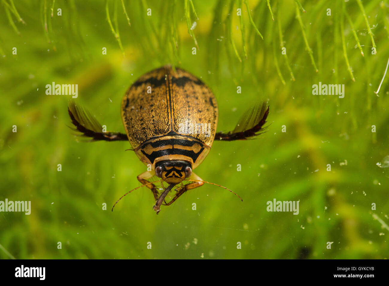 pond beetles (Acilius spec.), feeds prey, Germany Stock Photo