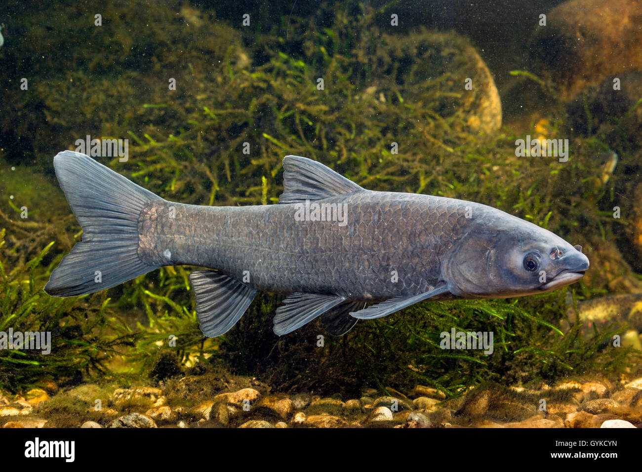 Black carp (Mylopharyngodon piceus), swimming Stock Photo