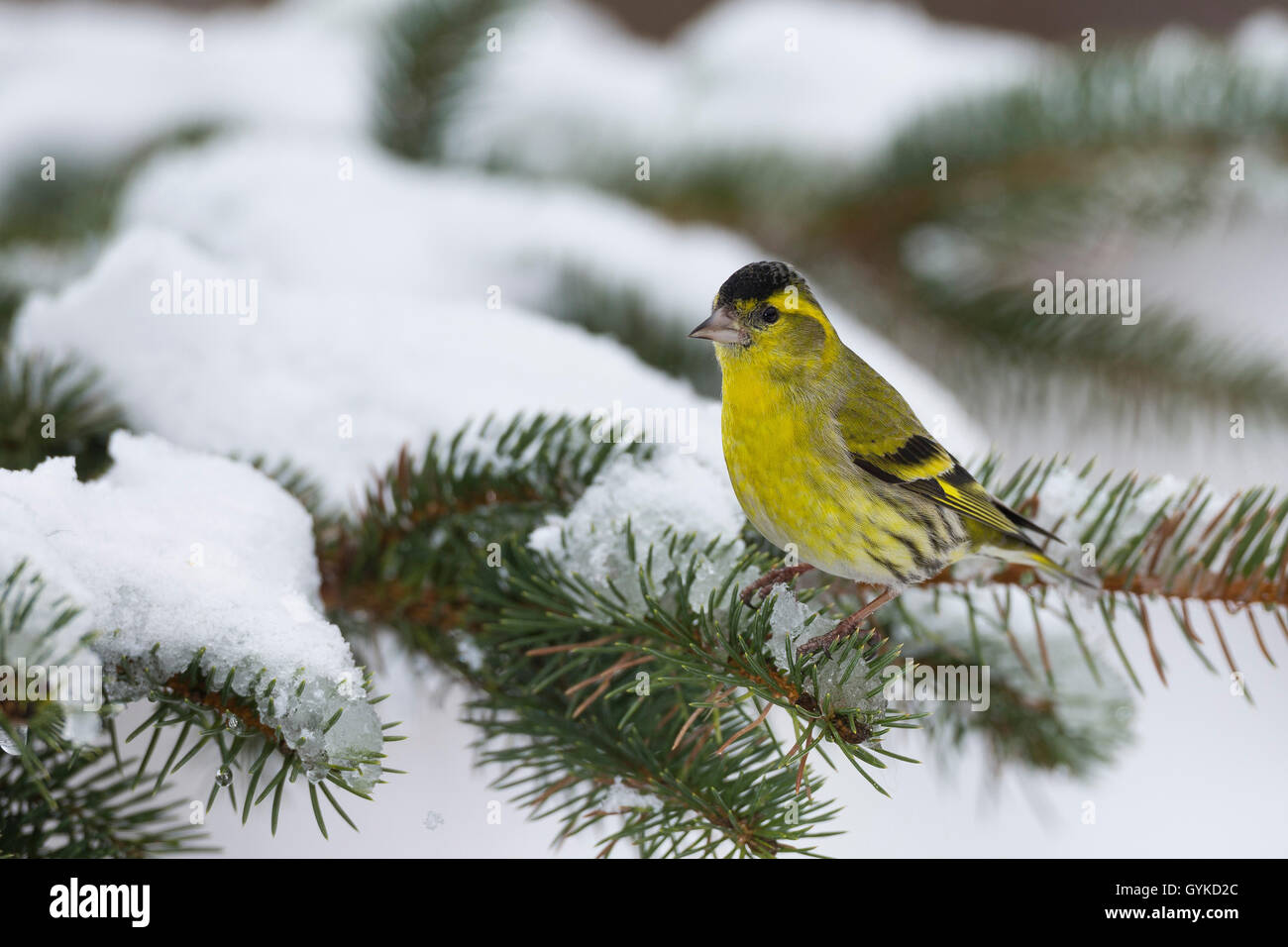 spruce siskin (Carduelis spinus), male on a snow covered spruce branch, Germany Stock Photo