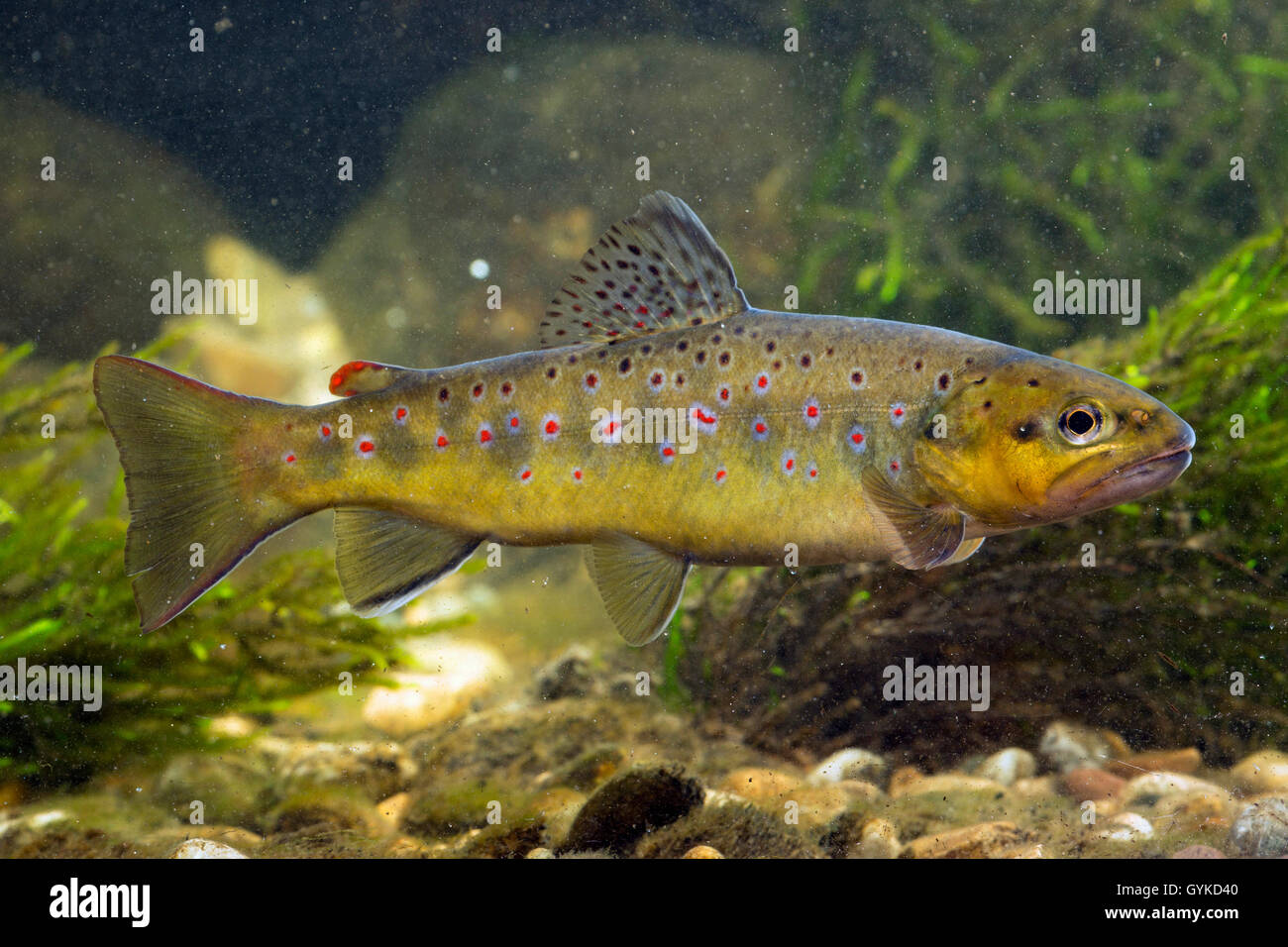 brown trout, river trout, brook trout (Salmo trutta fario), indigenous form from the Isen, 30 cm, Germany Stock Photo