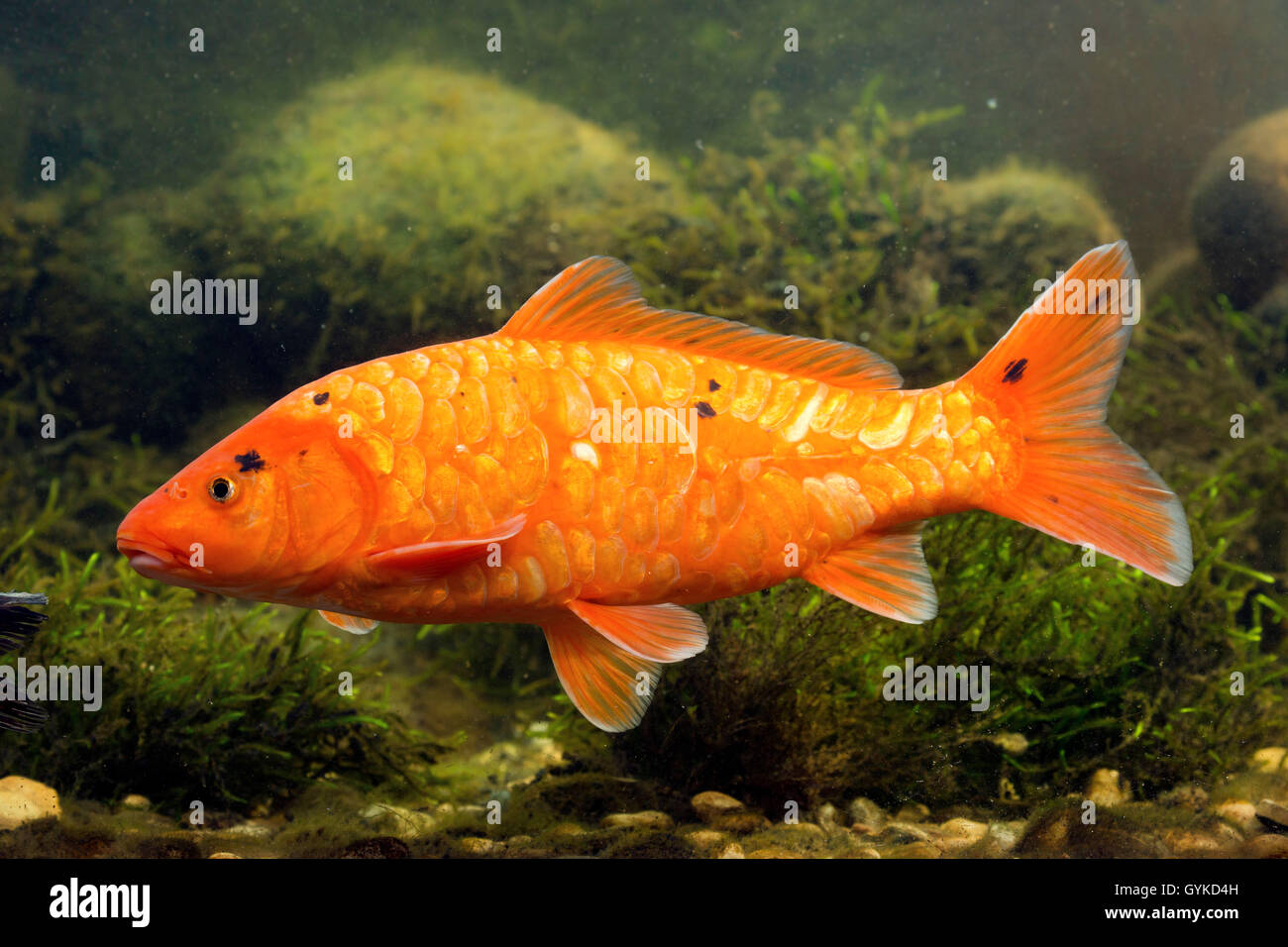 carp, common carp, European carp (Cyprinus carpio), orange carp Stock