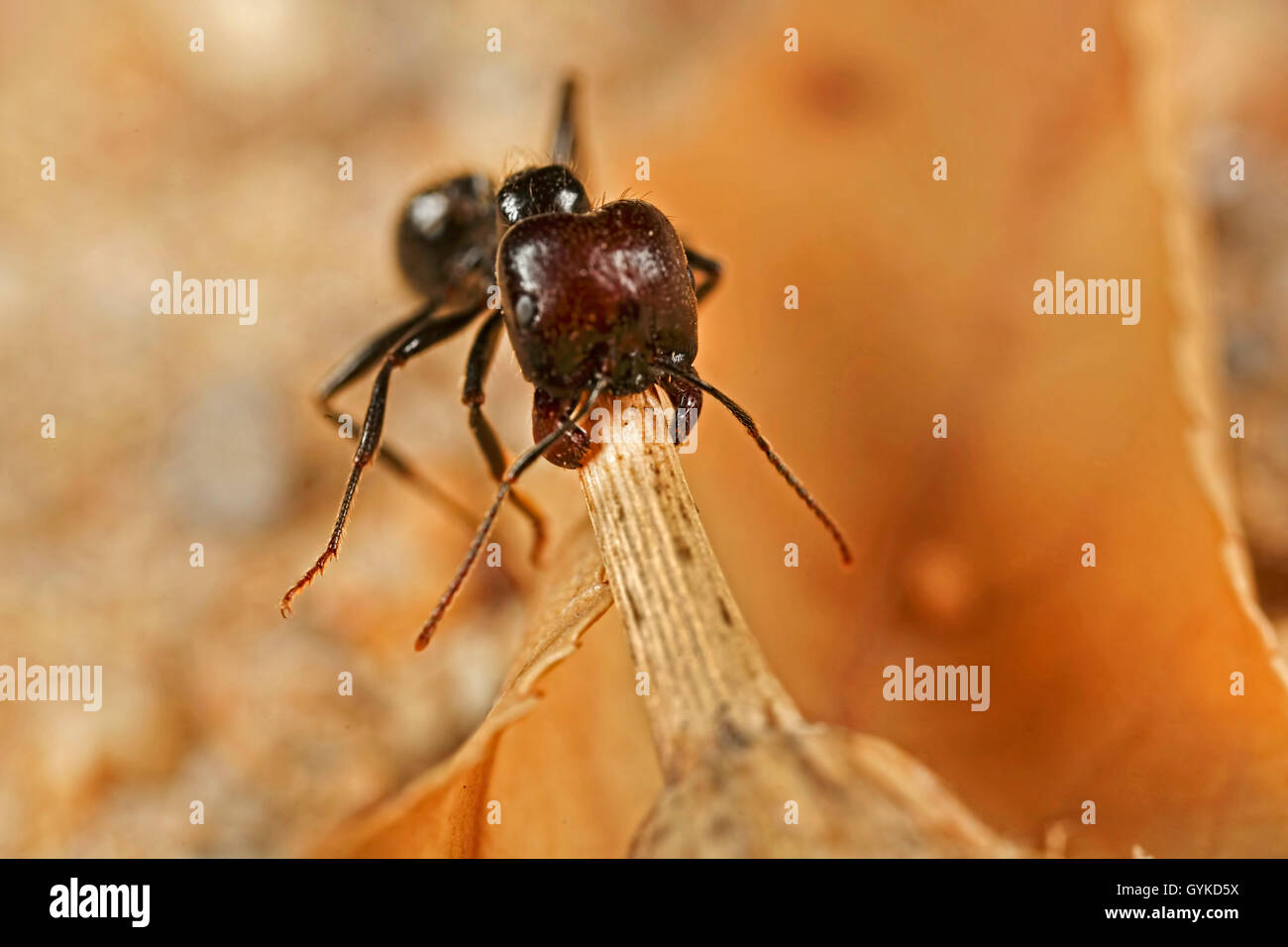 Ameisen (Formicidae), Ameise traegt den Fruchtstand eines Korbbluetlers zum Nest | ants (Formicidae), ant carrying a fruit towar Stock Photo