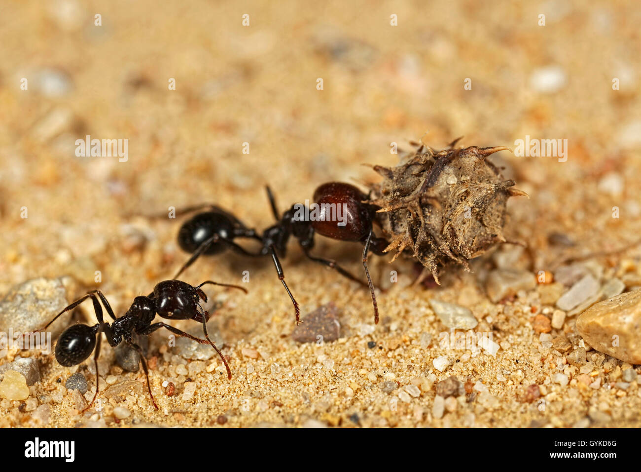 Ameisen (Formicidae), schwarze Ameise traegt die Frucht eines Schneckenklees zum Nest | ants (Formicidae), ant carrying a fruit  Stock Photo