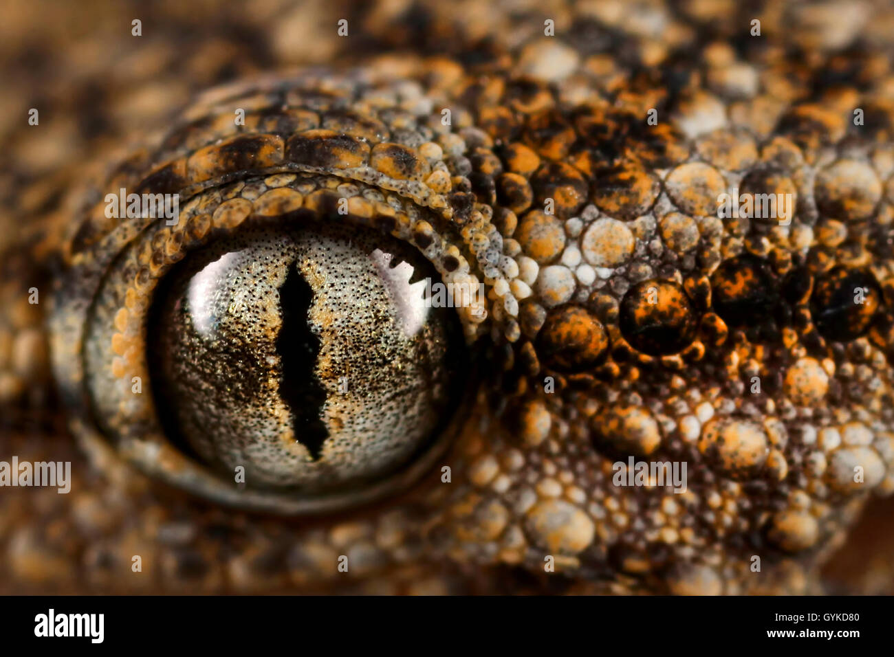 Geckos (Gekkonidae), Auge eines Geckos | geckos (Gekkonidae), eye of an gecko | BLWS418798.jpg [ (c) blickwinkel/F. Fox Tel. +49 Stock Photo