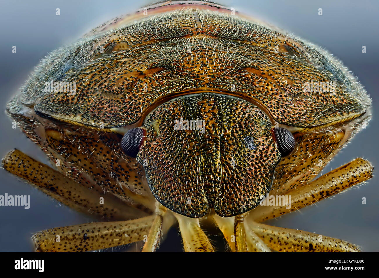 Wanzen (Heteroptera, Hemiptera), Makroaufnahme des Kopfes einer braunen Wanze | heteropterans, true bugs (Heteroptera, Hemiptera Stock Photo