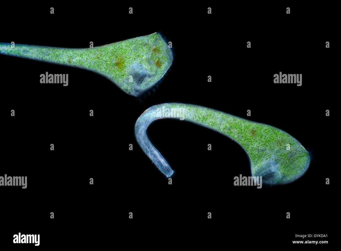 Gruenes Trompetentierchen (Stentor spec.), Im Dunkelfeld | green trumpet animalcule (Stentor spec.), with dark-field microscope  Stock Photo
