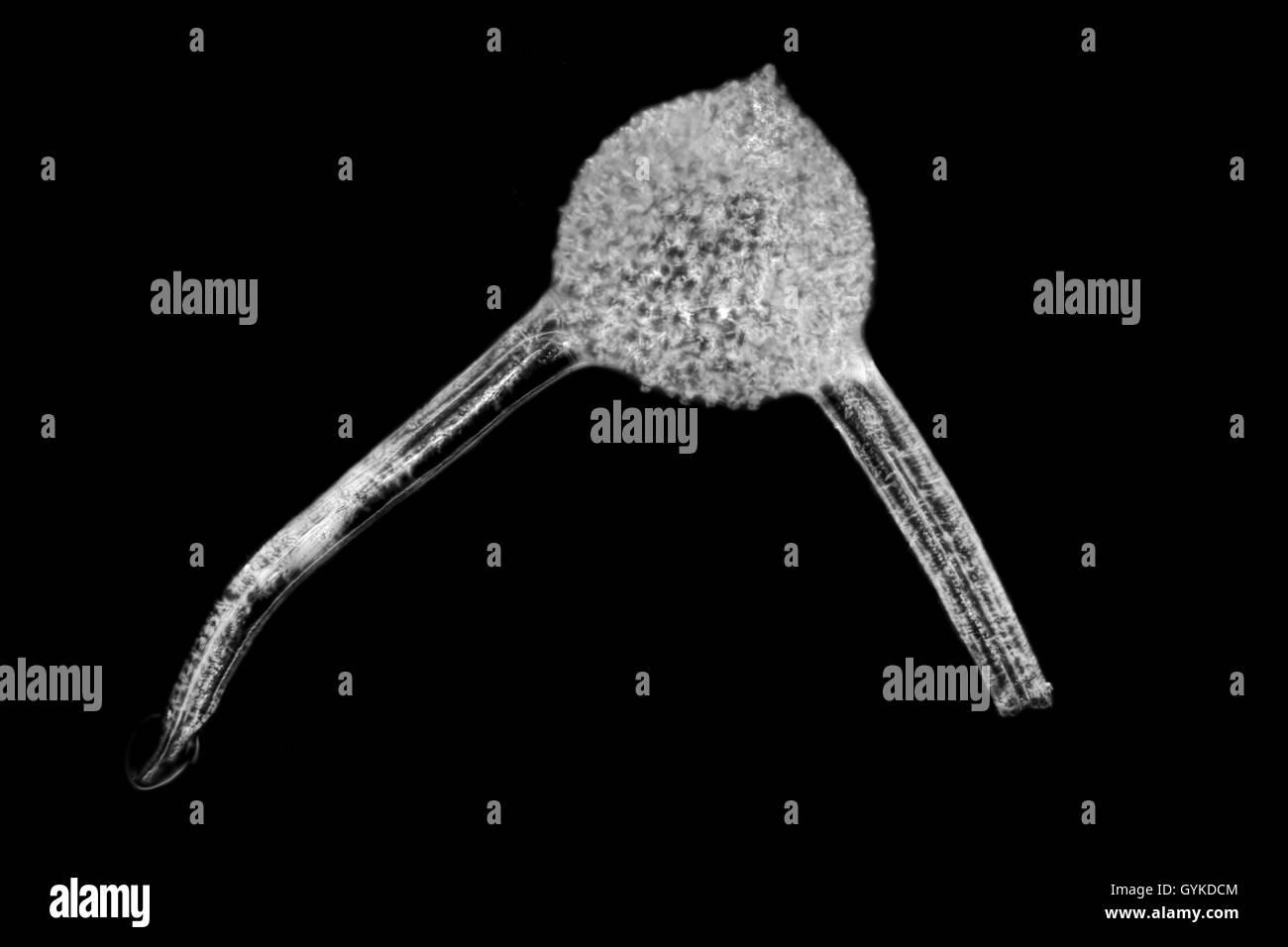 Radiolarien, Strahlentierchen (Radiolaria), fossiles Strahlentierchen von Barbados im Dunkelfeld | radiolarians (Radiolaria), fo Stock Photo