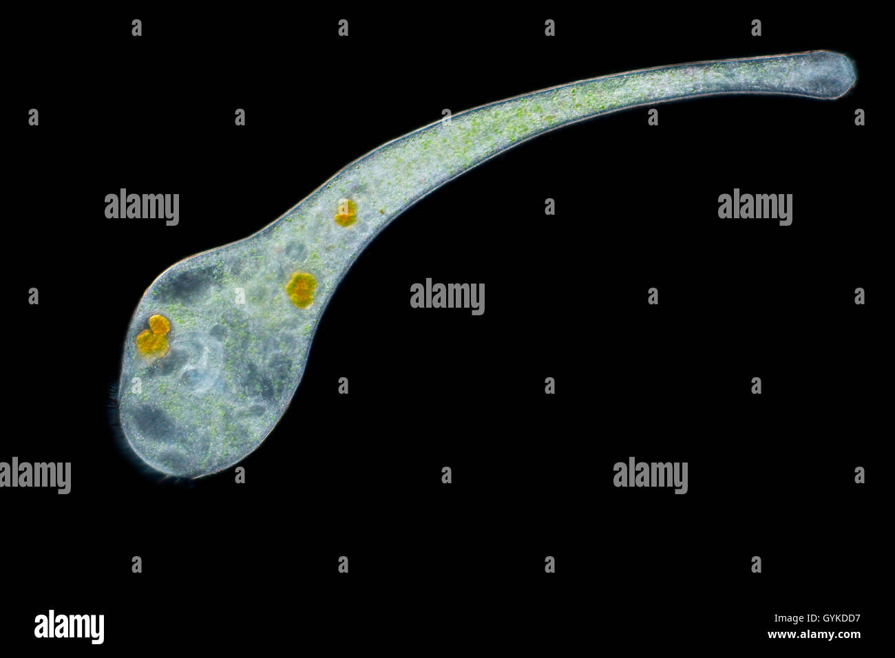 Gruenes Trompetentierchen (Stentor spec.), Im Dunkelfeld | green trumpet animalcule (Stentor spec.), with dark-field microscope  Stock Photo