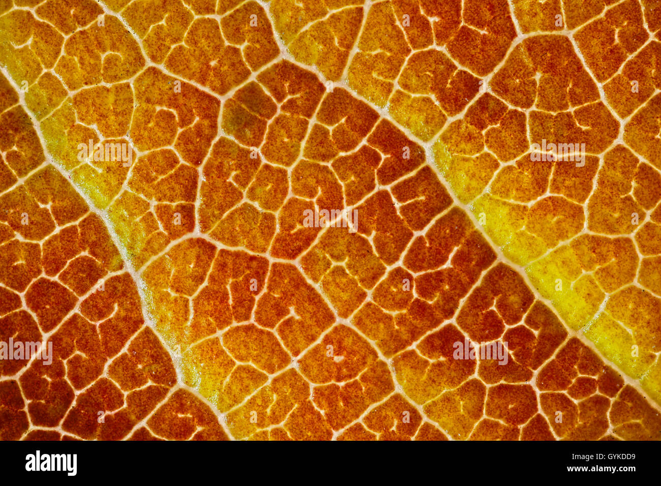 Oberflaeche eines Herbstblattes | surface of an autumn leaf | BLWS418845.jpg [ (c) blickwinkel/F. Fox Tel. +49 (0)2302-2793220,  Stock Photo