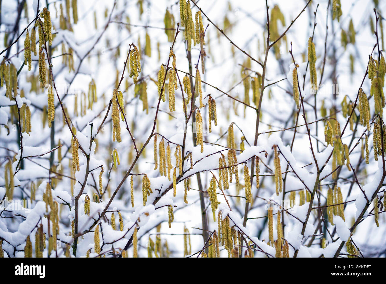 Common hazel (Corylus avellana), blooming in winter, Germany Stock Photo