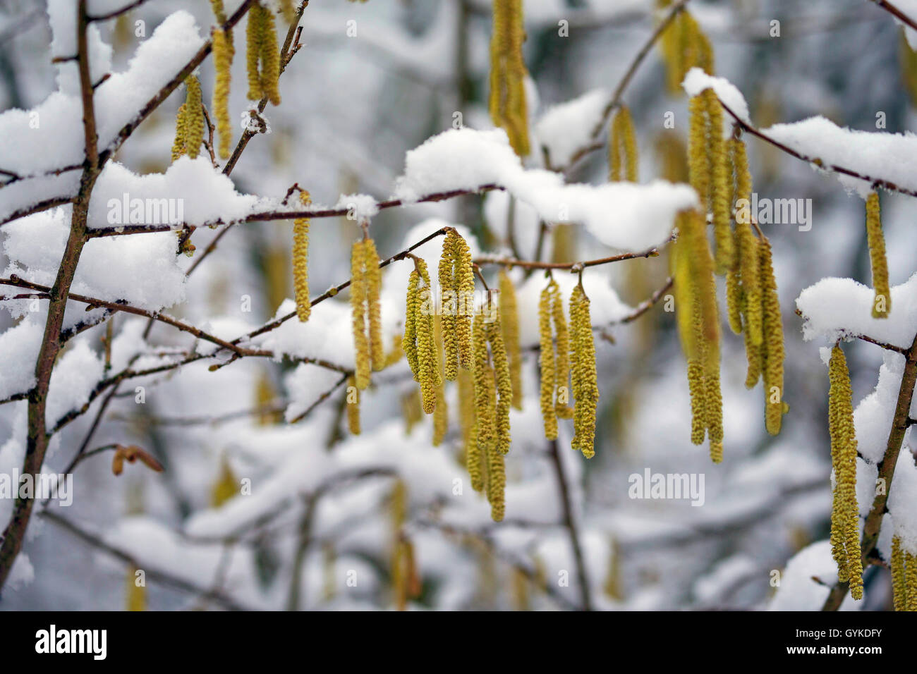 Common hazel (Corylus avellana), blooming in winter, Germany Stock Photo