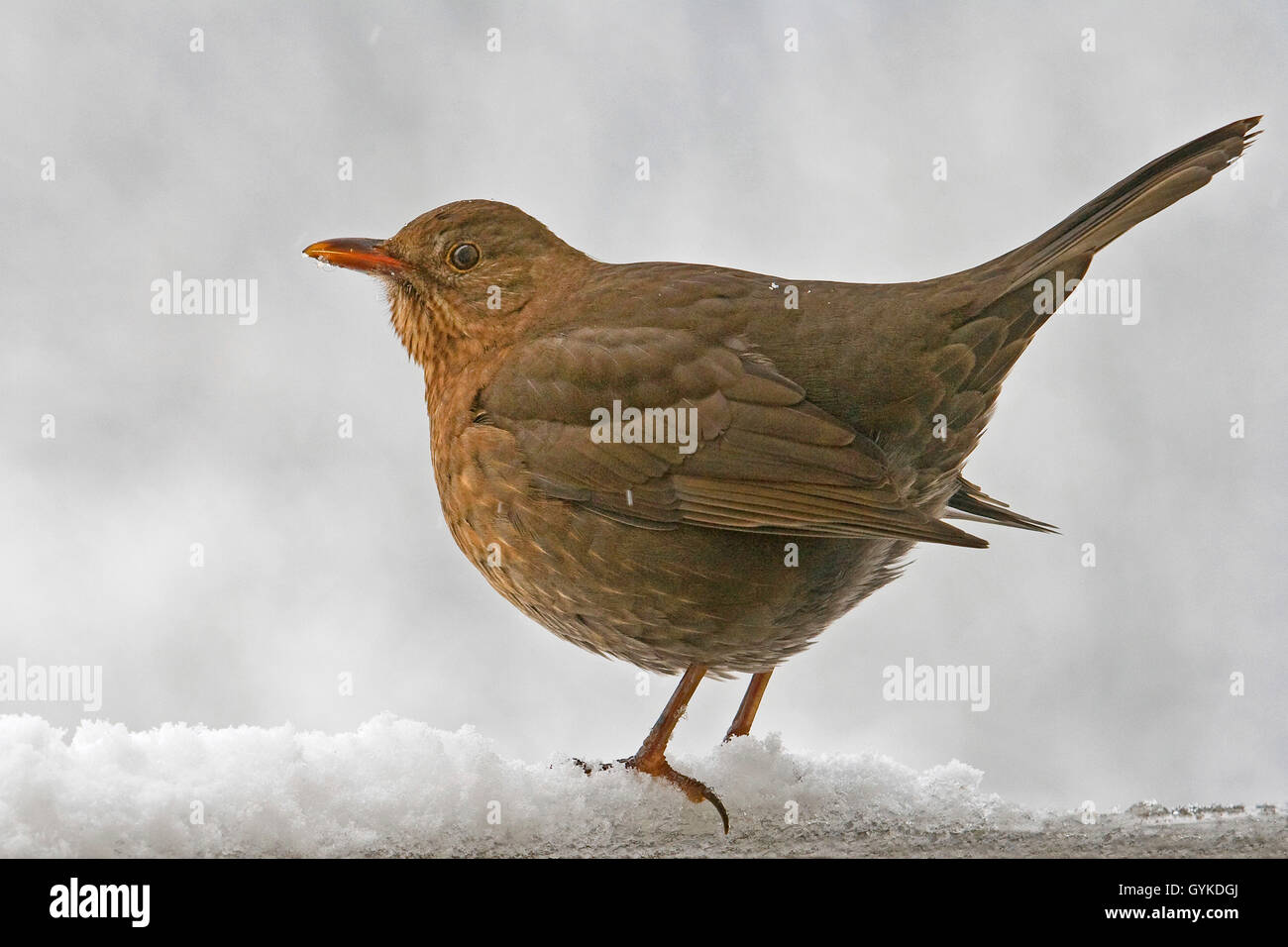 blackbird (Turdus merula), female in snow, side view, Germany Stock Photo