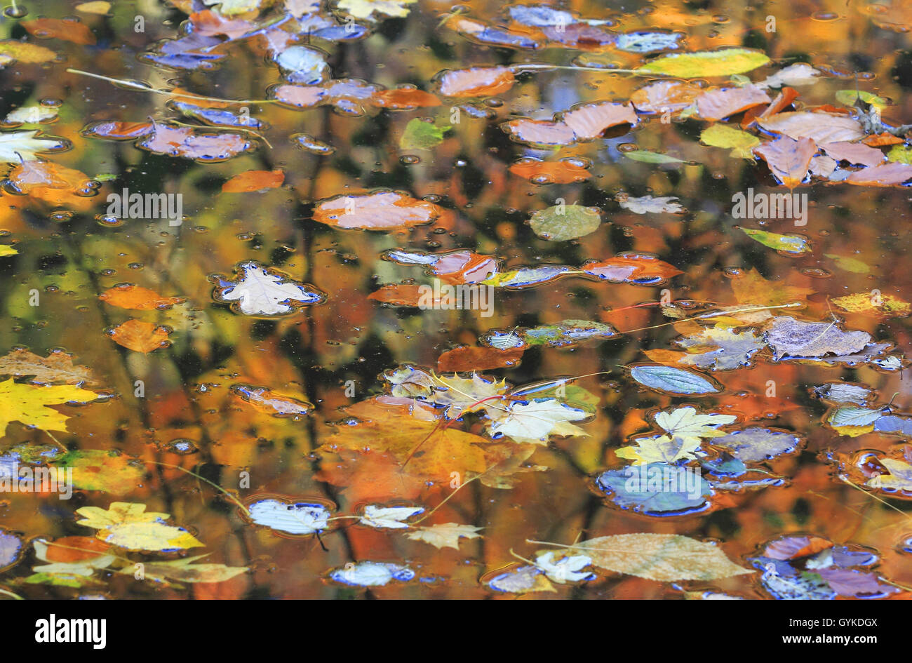different kind of leaves on watersurface, Germany Stock Photo