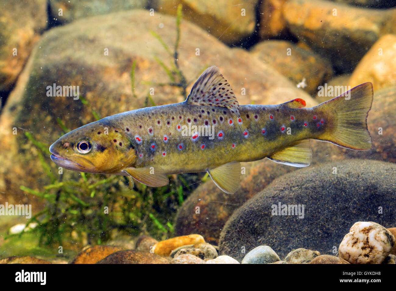 brown trout, river trout, brook trout (Salmo trutta fario), indigenous form from the Isen, Germany Stock Photo
