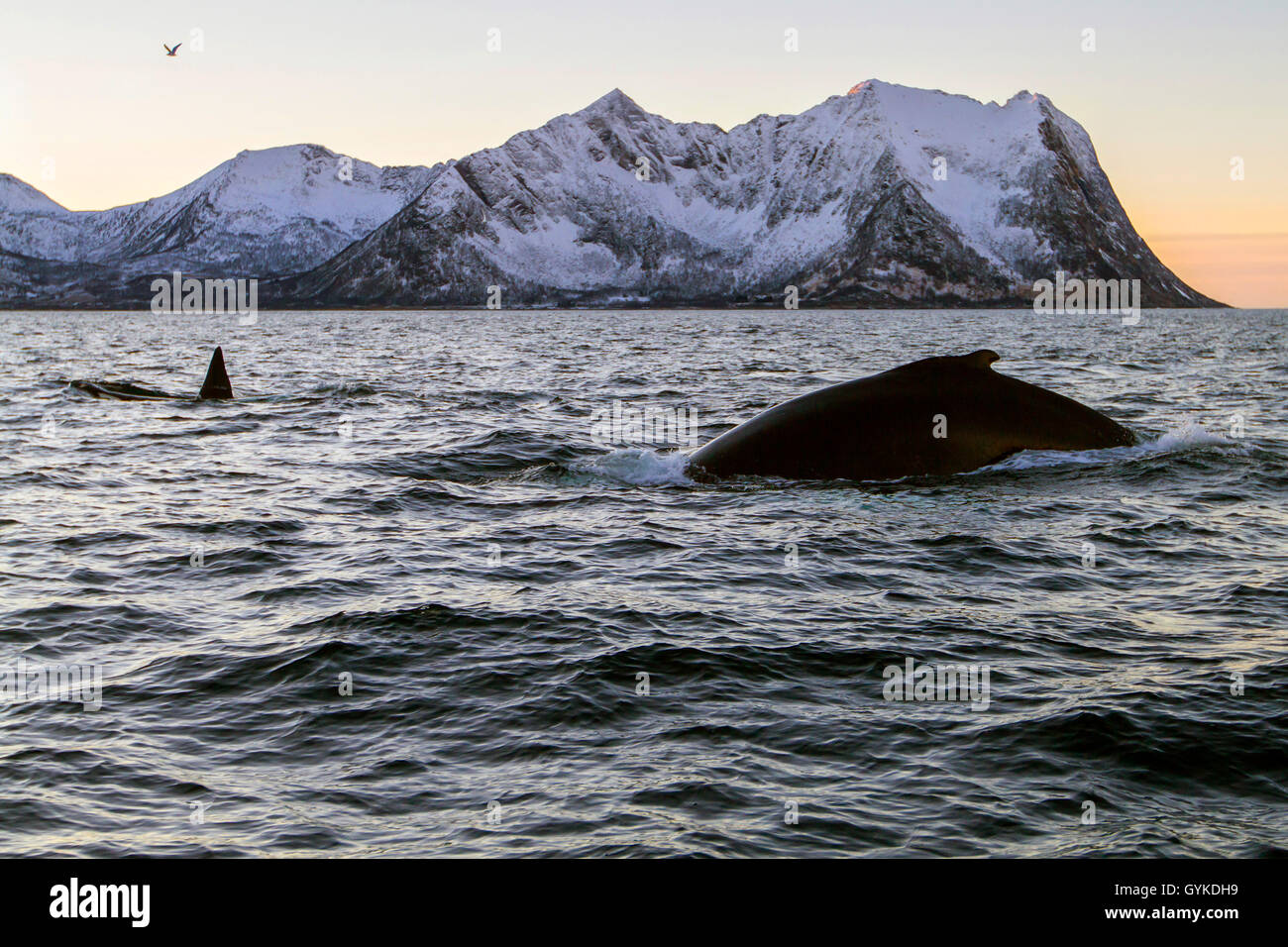 humpback whale (Megaptera novaeangliae), submerging in the breack of dawn, Norway, Fylke Troms, Senja Stock Photo