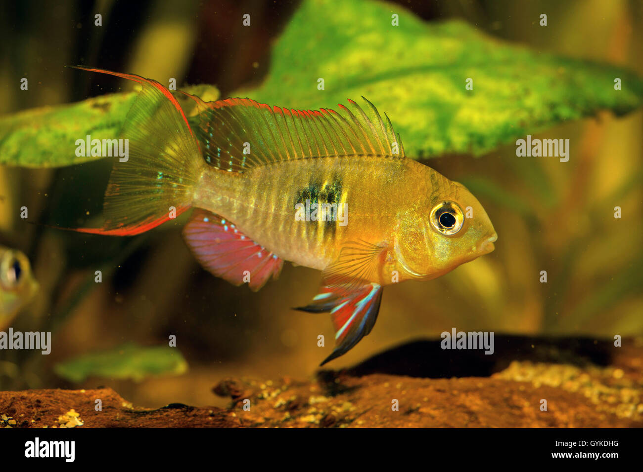 Bolivian butterfly dwarf Cichlid (Mikrogeophagus altispinosus, Papilochromis altispinosus ), impressing male Stock Photo