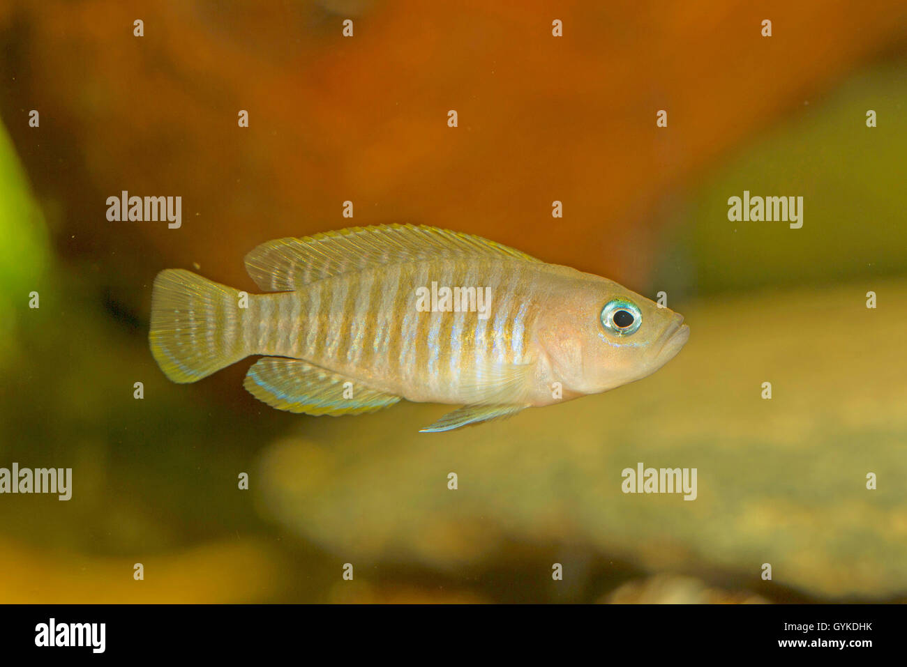Multistriped Tanganjika Shell Cichlid (Neolamprologus multifasciatus), swimming Stock Photo