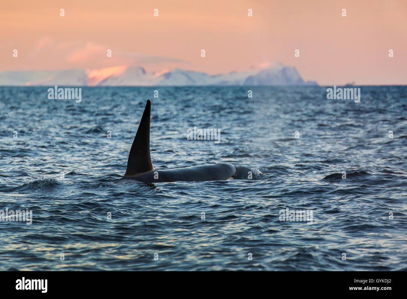 orca, great killer whale, grampus (Orcinus orca), big male swimming in the morning mood in front of a snowbound island, Norway, Troms, Senja Stock Photo