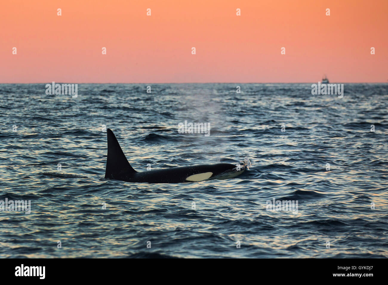 orca, great killer whale, grampus (Orcinus orca), big male swimming in the morning mood in the open ocean, side view, Norway, Troms, Senja Stock Photo