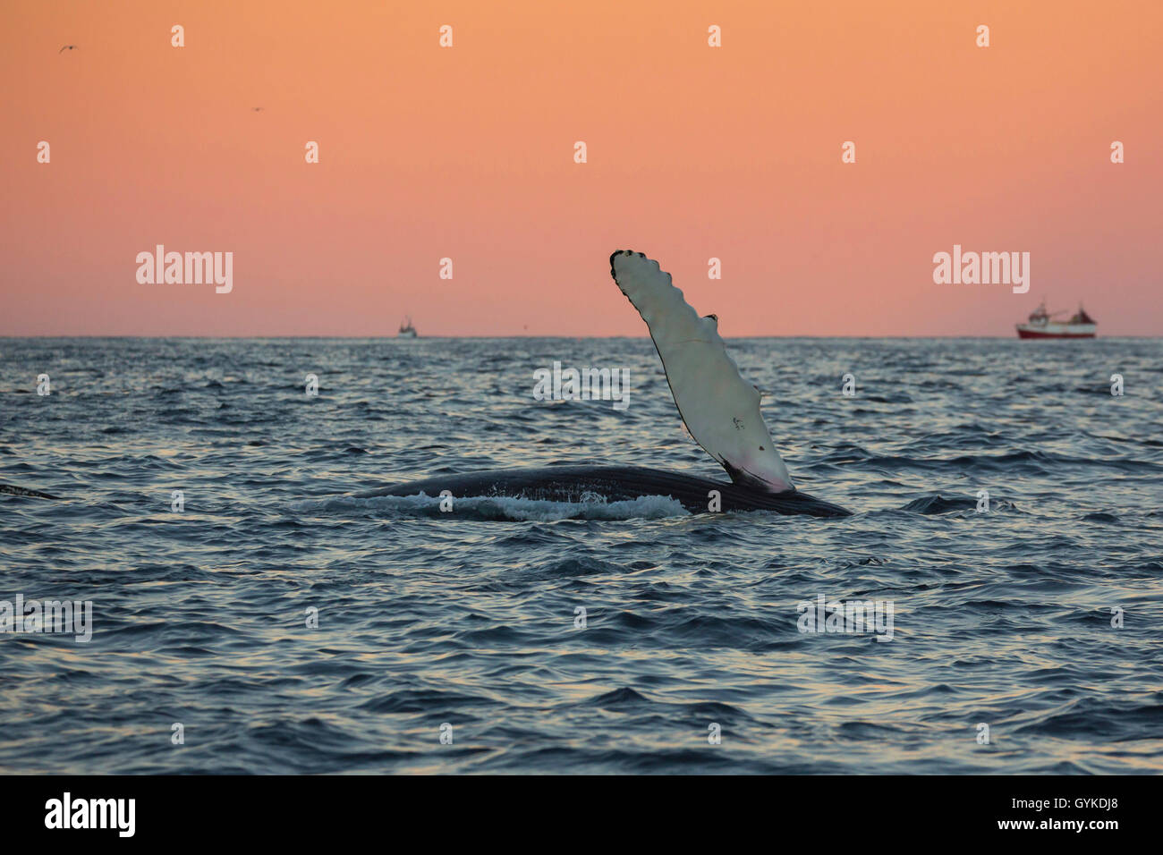 humpback whale (Megaptera novaeangliae), presenting in the morning mood in front of orange sky a white flipper, Norway, Troms, Senja Stock Photo