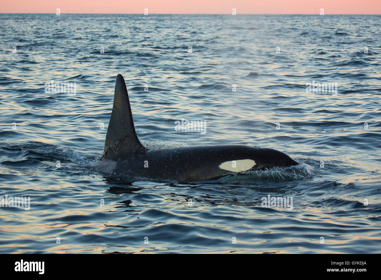 orca, great killer whale, grampus (Orcinus orca), big male taking breath in the open ocean, side view, Norway, Troms, Senja Stock Photo
